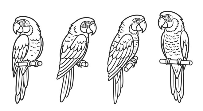 Four Outline Macaws Perched on Branches, Vector Illustration