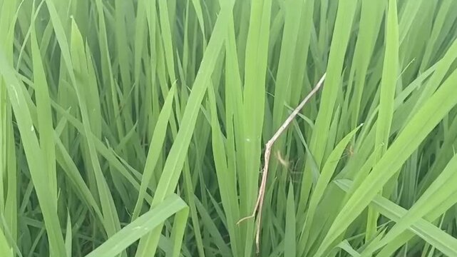 Tiny Spider Weaving Web Among Green Rice Plants