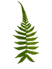 Elegant green fern leaf (Polypodiopsida) displaying detailed spore patterns underneath, isolated on a white background. Perfect for nature graphics. © upen