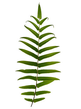 Fresh green swamp fern leaf (Pteris ensiformis) showing symmetric pinnate details, isolated on a white background. Ideal for botanical design.
