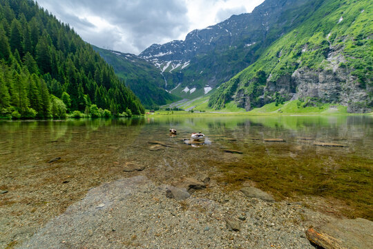 Stunning wide-angle landscape of the crystal clear alpine lake Hintersee in Felbertal with mallard ducks swimming in the shallow water, surrounded by green mountains and pine forests, Hohe Tauern