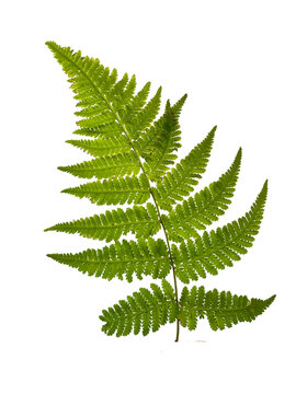 Large vibrant green bracken fern leaf (Pteridium aquilinum) showing detailed branching structure, isolated on a white background.