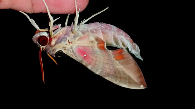 Close-up of a Jade Hawkmoth, newly eclosion from a pupa, perched on a human finger. The Lepidoptera species, scientifically named Daphnis hypothous, belongs to the Sphingidae family.