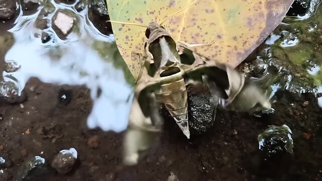 Slow-motion close-up of a Jade Hawkmoth vibrating its wings as a warm-up before flight. The Lepidoptera species, scientifically named Daphnis hypothous, belongs to the Sphingidae family.