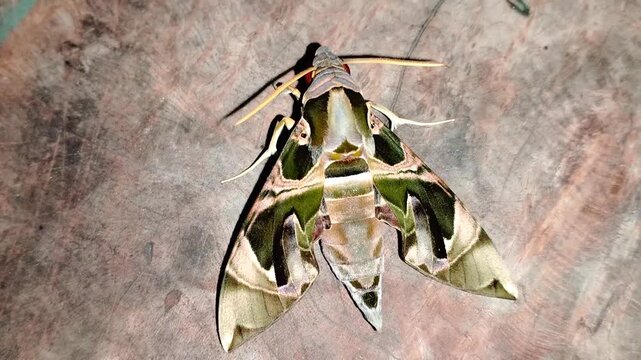 Close-up of a Jade Hawkmoth sitting on a textured wooden table.  The Lepidoptera species, scientifically named Daphnis hypothous, belongs to the Sphingidae family.