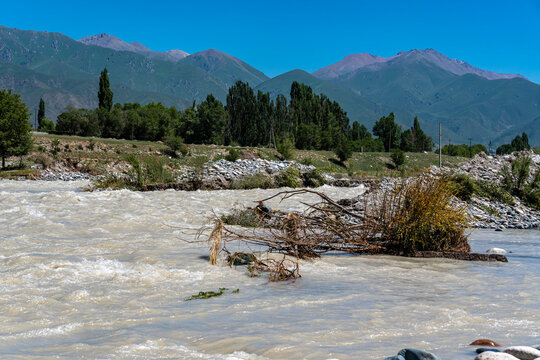 A powerful and muddy flow of the Chon-Kemin mountain river in Kyrgyzstan during the summer season. The water is turbid and brown due to intensive glacier melting, heavy rains, and recent mudflows.
