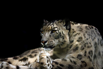 Fototapeta premium The snow leopard (Panthera uncia), portrait of a big cat on a black background.