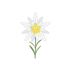 Fototapeta premium daisy isolated on white background