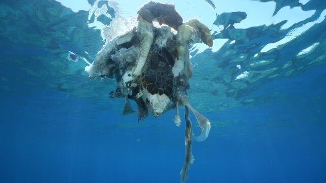 a dead sea turtle drifting on the surface of water underwater shot