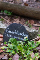 Common daisy (Bellis perennis) growing in a garden beside a plant label showing its Latin and German names. Close-up nature photography with shallow depth of field.  © Jan Valášek