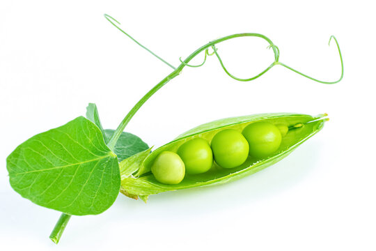 Close up macro of single organic raw green pea pod opened with seeds, leaf and tendril isolated on a seamless white background