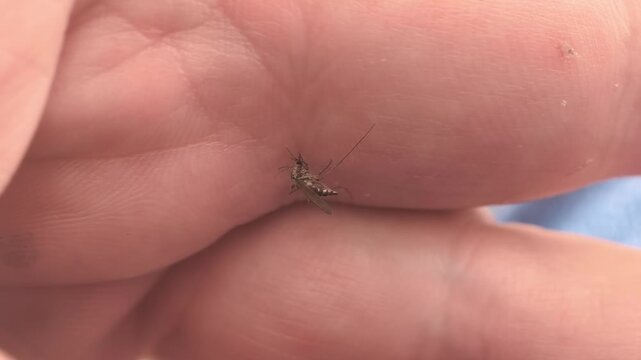 A mosquito is on a person's hand, biting to drink blood. It is warm outside, and the person seems unaware of the insect. The scene shows a close view of the tiny creature.