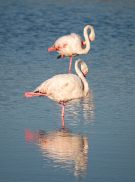 Flock of pink flamingos in the Ornithological Park of Pont de Gau, near the town of Sainte-Marie-de-la-Mer, in the Camargue wetlands, Provence, southern France.