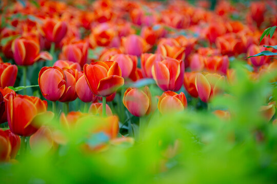 field of beautiful orang tulips