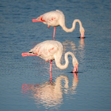 Flock of pink flamingos in the Ornithological Park of Pont de Gau, near the town of Sainte-Marie-de-la-Mer, in the Camargue wetlands, Provence, southern France.
