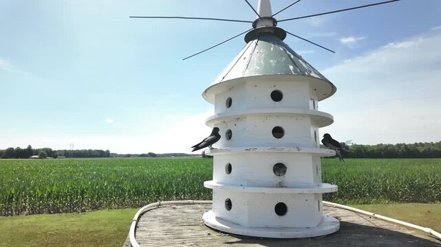 Busy Purple Martins feed their fledglings in this active timelapse