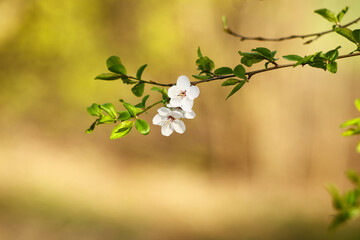 Wiosenne kwiaty na drzewach owocowych kwitną obficie © KoLesfot