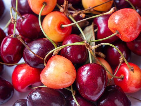 Mixed dark red orange fresh cherries macro close-up stems shallow depth