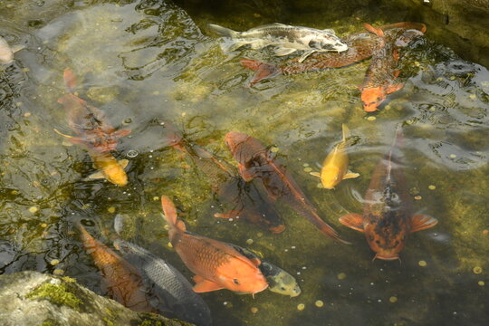 Carpes color&eacute;es dans l'une des pi&egrave;ces d'eau au Jardin Japonais &agrave; Hasselt (Limbourg )