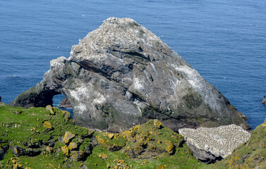 Fou de Bassan, © JAG IMAGES