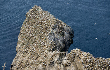 Fou de Bassan, © JAG IMAGES