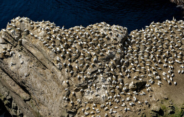 Fou de Bassan, © JAG IMAGES