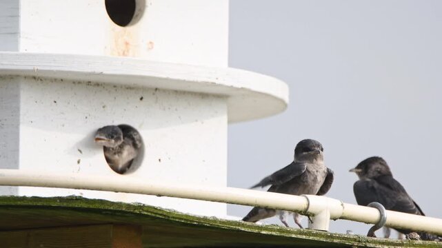Purple Martin Nestlings captured with telephoto