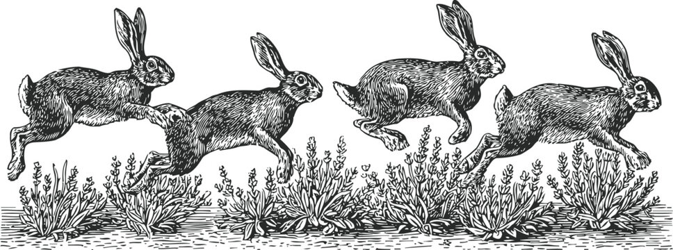 Vintage engraving of four running hares with grass and foliage elements