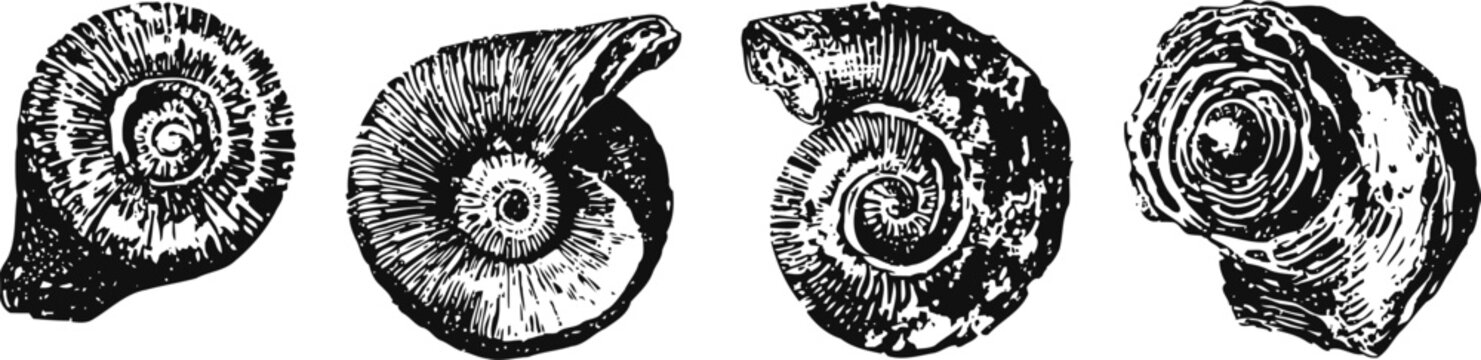Vintage ammonite fossil illustrations detailed black and white spiral shell engravings