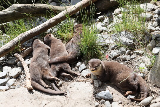 four Asian small-clawed otters sleeping in bright sunshine (wide-angle) 4832