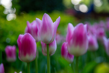 Fototapeta premium White and purple tulips in the garden