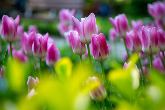 purple flowers in the garden