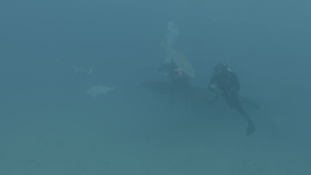 log footage of an airplane wreck underwater scuba divers to explore  metal on ocean floor