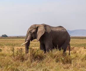 Obraz premium African elephant walking through dry savanna grassland