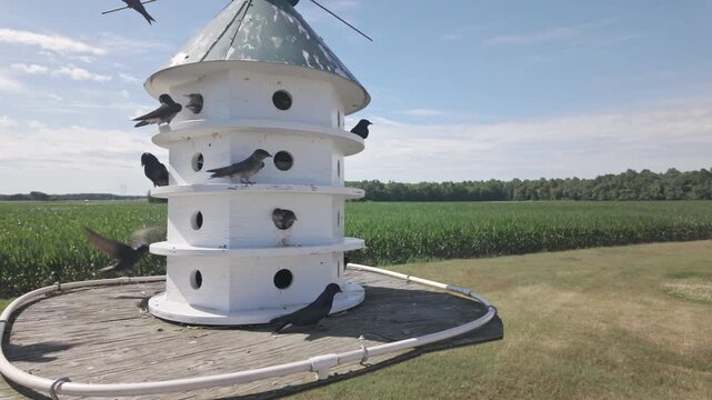 Nesting behavior in slow motion of Purple Martins during spring migration