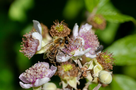 A European honey bee (Apis mellifera) collecting nectar and pollen from a blackberry blossom (Rubus fruticosus) in summer, photographed in natural sunlight with a softly blurred green background.