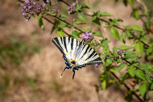A Scarce Swallowtail butterfly (Iphiclides podalirius) resting on purple wildflowers in spring, with its distinctive striped wings fully spread against a softly blurred natural background.