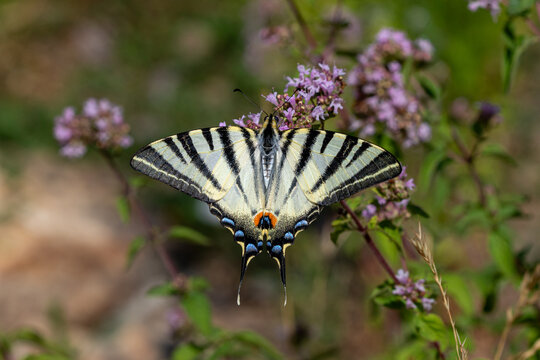 A Scarce Swallowtail butterfly (Iphiclides podalirius) resting on purple wildflowers in spring, with its distinctive striped wings fully spread against a softly blurred natural background.