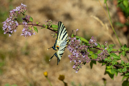 A Scarce Swallowtail butterfly (Iphiclides podalirius) resting on purple wildflowers in spring, with its distinctive striped wings fully spread against a softly blurred natural background.