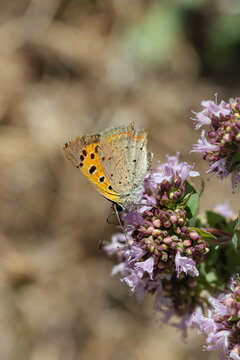A Small Copper butterfly (Lycaena phlaeas) feeding on oregano flowers (Origanum vulgare) in summer, photographed in natural sunlight with a softly blurred background highlighting this colourful Europe