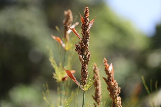single Horsetail Restio (Broom Reed) flower in strong sunshine (Elegia-capensis) (macro, close-up, exotic) 4896