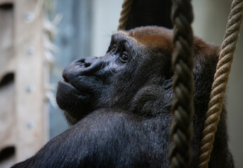 Gorilla primate looking up thinking in profile portrait © Michael Niehaus