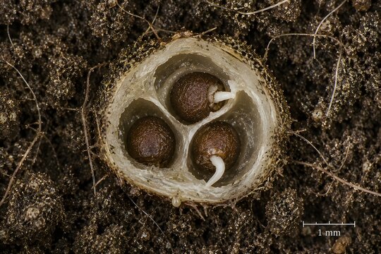 Tropical Spiderwort &mdash; Commelina benghalensis Underground Capsule Germination
