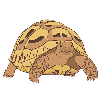 Egyptian Tortoise Standing Front View Isolated - Animals Illustration Isolated on Transparent Background
