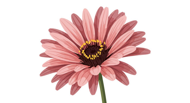 Highly detailed vector illustration of a blooming pink gerbera daisy flower featuring layers of textured petals, a dark central disk with yellow pollen, and a green stem on white.