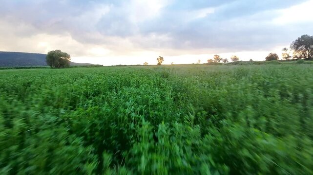 Acercamiento r&aacute;pido en un sembrad&iacute;o en el campo al atardecer