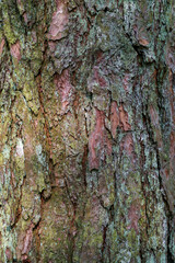 Fototapeta premium Close up detail of rough pine tree bark