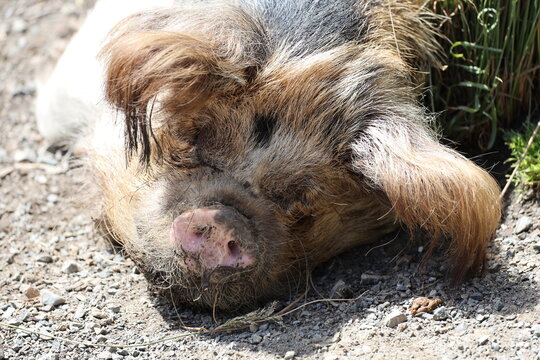 Kunekune pig, hairy coat, rotund build resting on dirt in bright sunshine (close-up, portrait) 4917