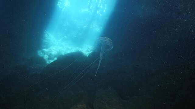 jellyfish in cave underwater 