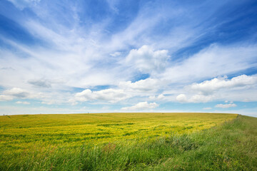 Fototapeta premium Wheatfield with a beautiful cloudy sky. Beautiful nature